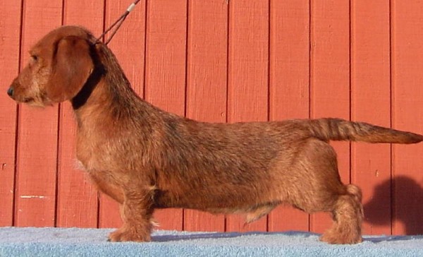 Not only is Mitch a handsome miniature wirehaired Dachshund but he is also a popular fellow. At a dollar a vote Mitch was awarded 1st Place in the Hound Group aboard the 2007 Canine College Cruise in the Best in Ship Competition. All the money earned at this event was donated to the AKC's Dog Museum. Here the winning photo of Mitch.