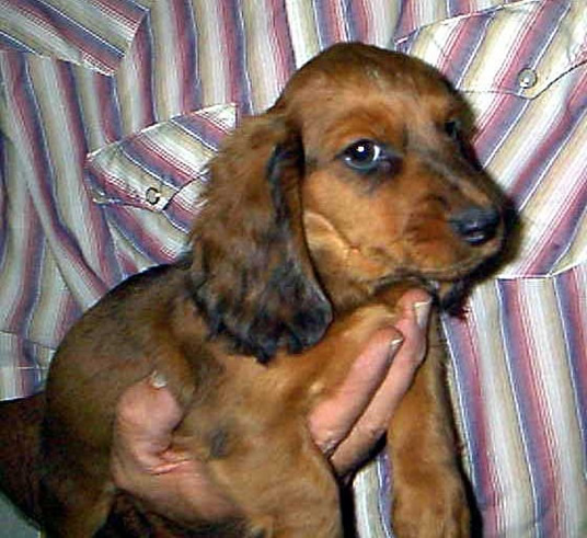 Miniature Longhaired Dachshunds