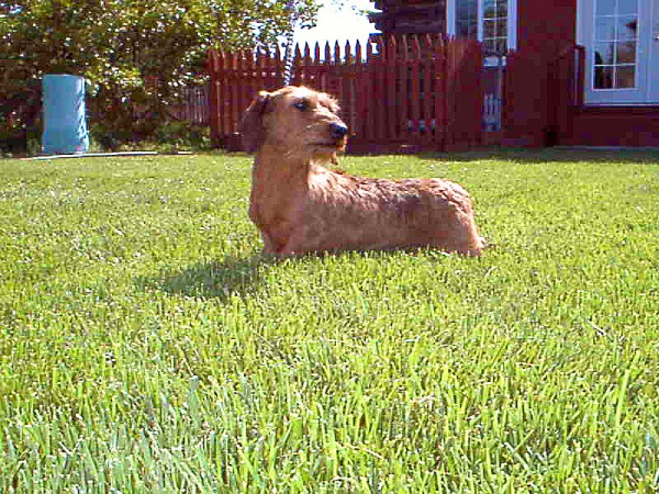 This picture is of CH NUFOREST DO NOT REMOVE LABEL MW. We call him Tag. Tag is a handsome very dark red miniature wirehaired Dachshund.