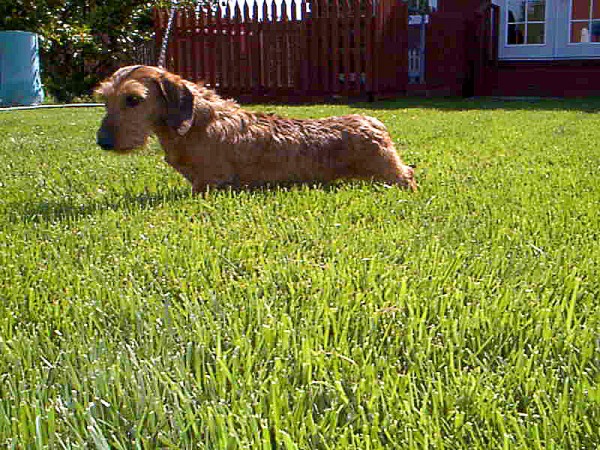 CH Tag is the grandson of our CH NUFOREST RAG DOLL MW and the great grandson of our CH VAL-JEAN'S BARBIE DOLL MW.