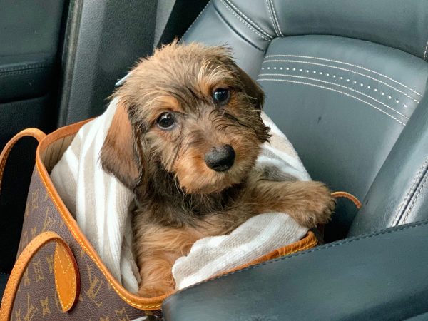 IMG 2444 Nuforest Dachshunds