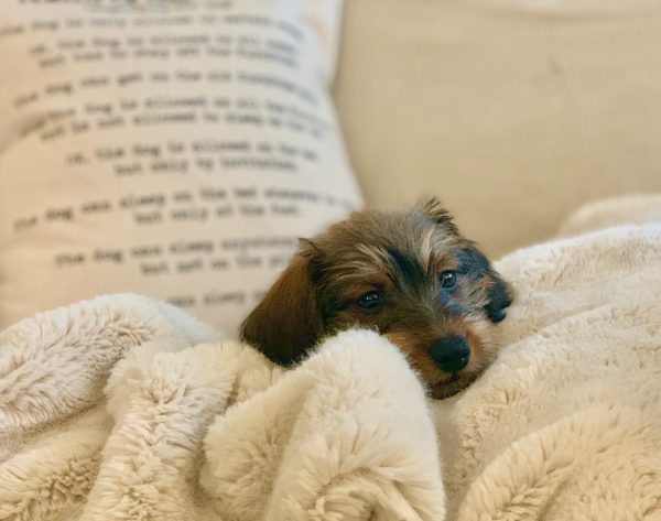 IMG 2601 Nuforest Dachshunds