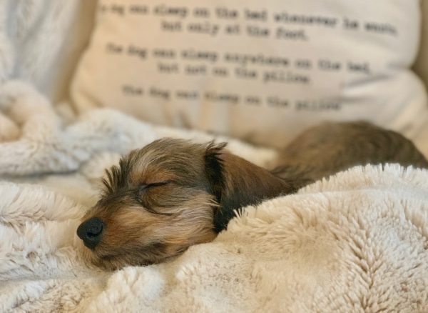 IMG 2610 Nuforest Dachshunds