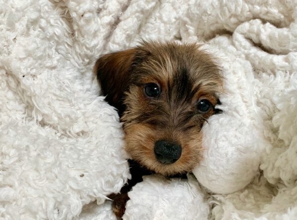 IMG 2634 Nuforest Dachshunds