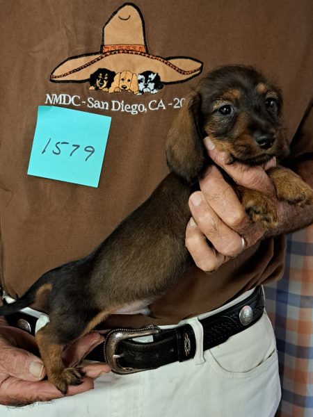 AKC Dachshund Puppy for sale