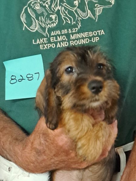 AKC Dachshund Puppy for sale
