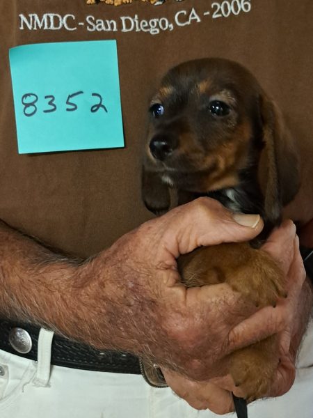 AKC Dachshund Puppy for sale