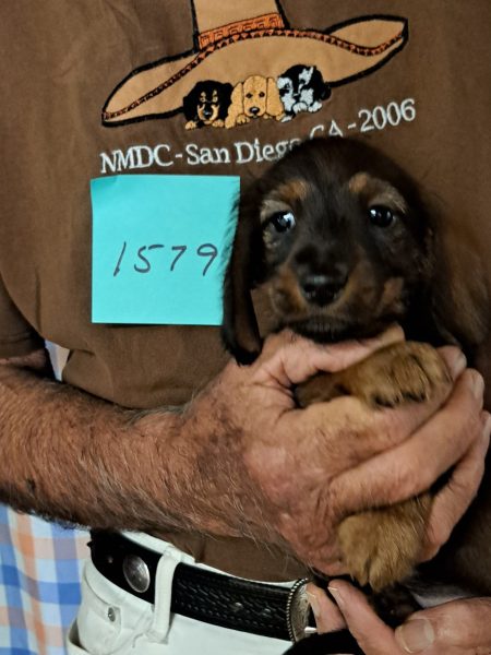 AKC Dachshund Puppy for sale
