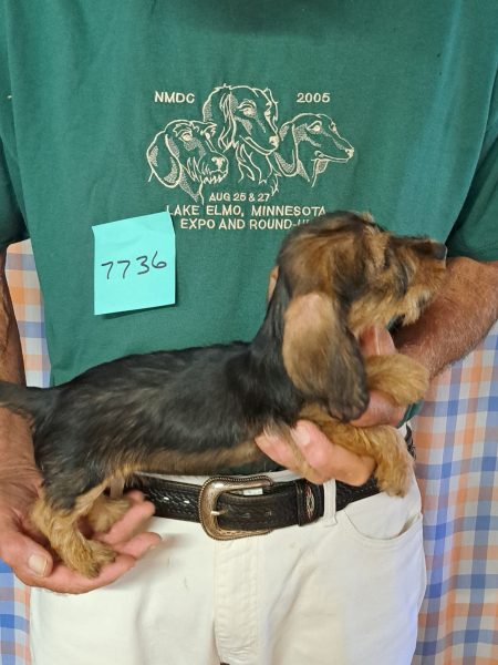 AKC Dachshund Puppy for sale