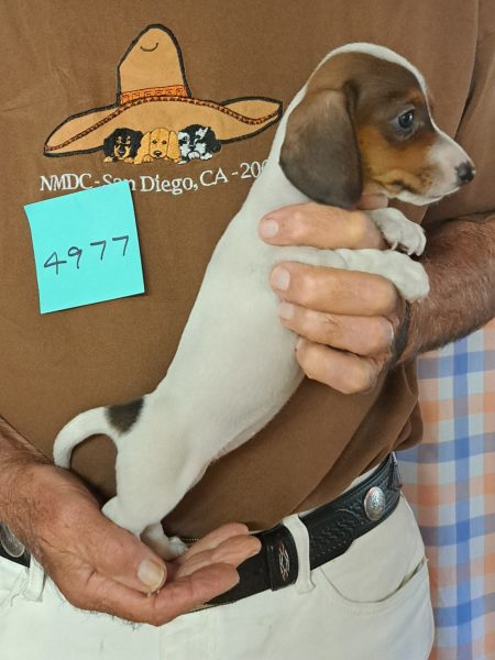 AKC Dachshund Puppy for sale