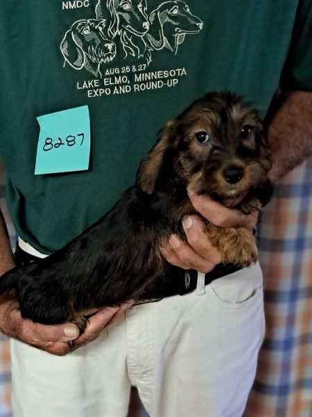 AKC Dachshund Puppy for sale