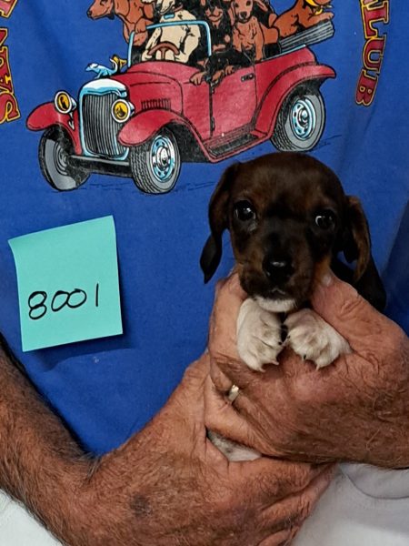 AKC Dachshund Puppy for sale