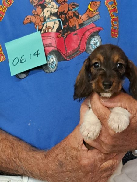 AKC Dachshund Puppy for sale