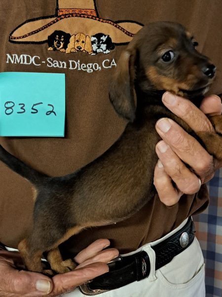 AKC Dachshund Puppy for sale