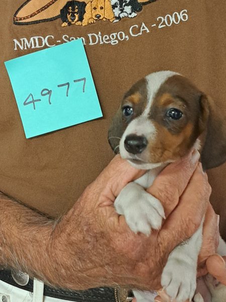 AKC Dachshund Puppy for sale