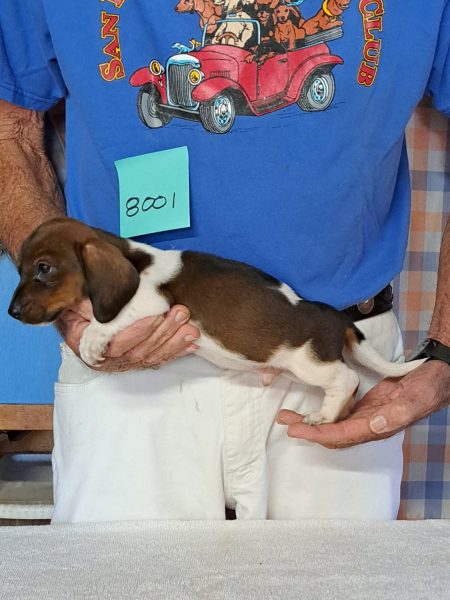 5950781213582622804 Nuforest Dachshunds