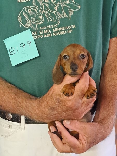 AKC Dachshund Puppy for sale