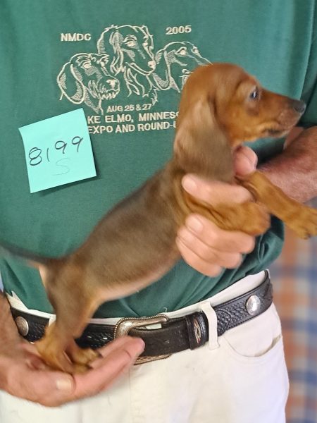 AKC Dachshund Puppy for sale