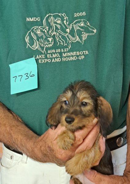 AKC Dachshund Puppy for sale