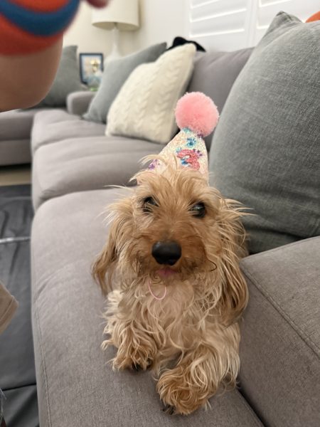 Daisy - Happy Nuforest Dachshund Nuforest Dachshund Puppy Testimonial