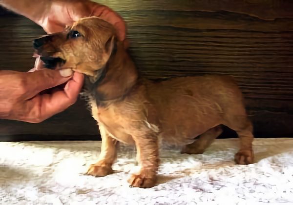 Wirehaired Miniature Dachshunds
