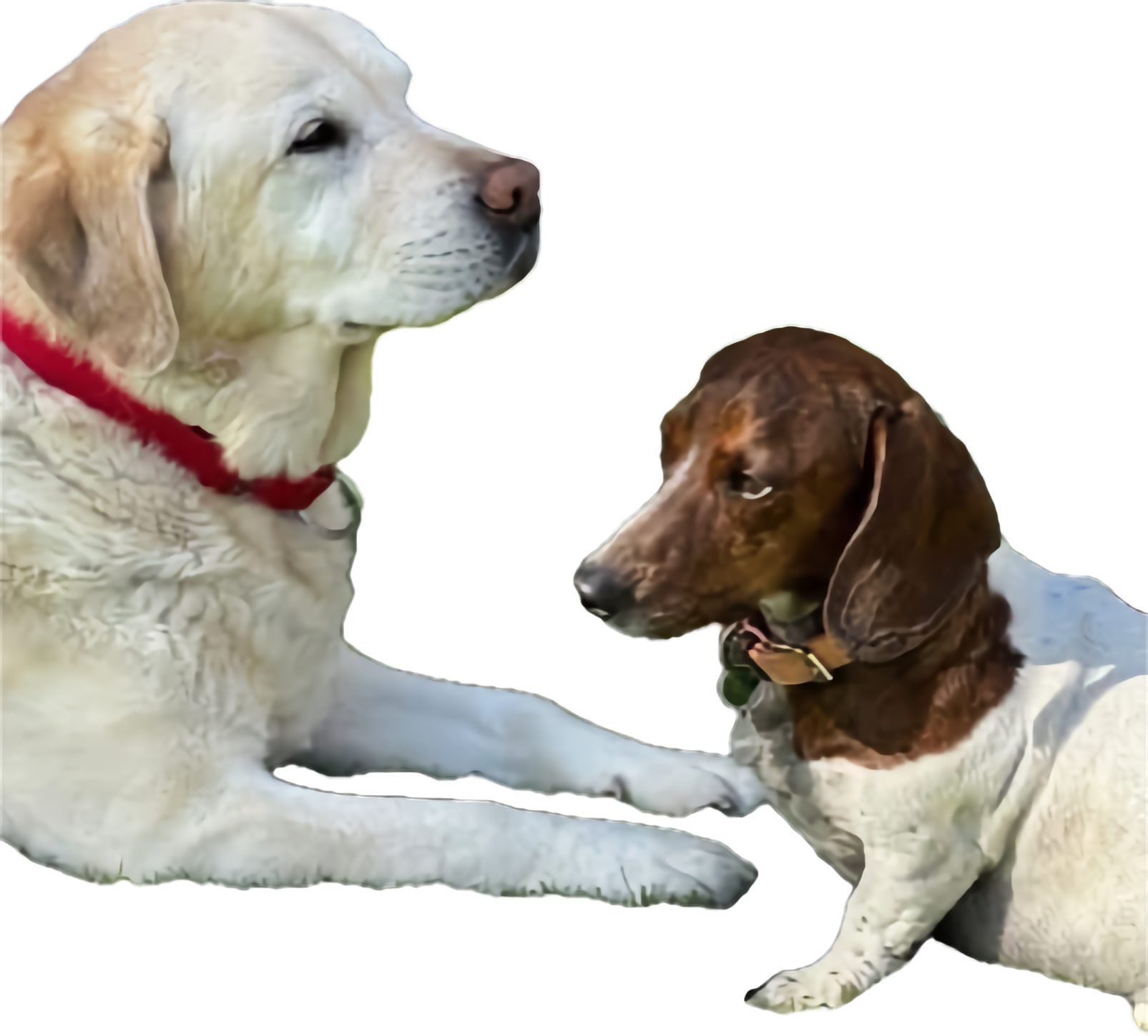 Rocky - Happy Nuforest Dachshund