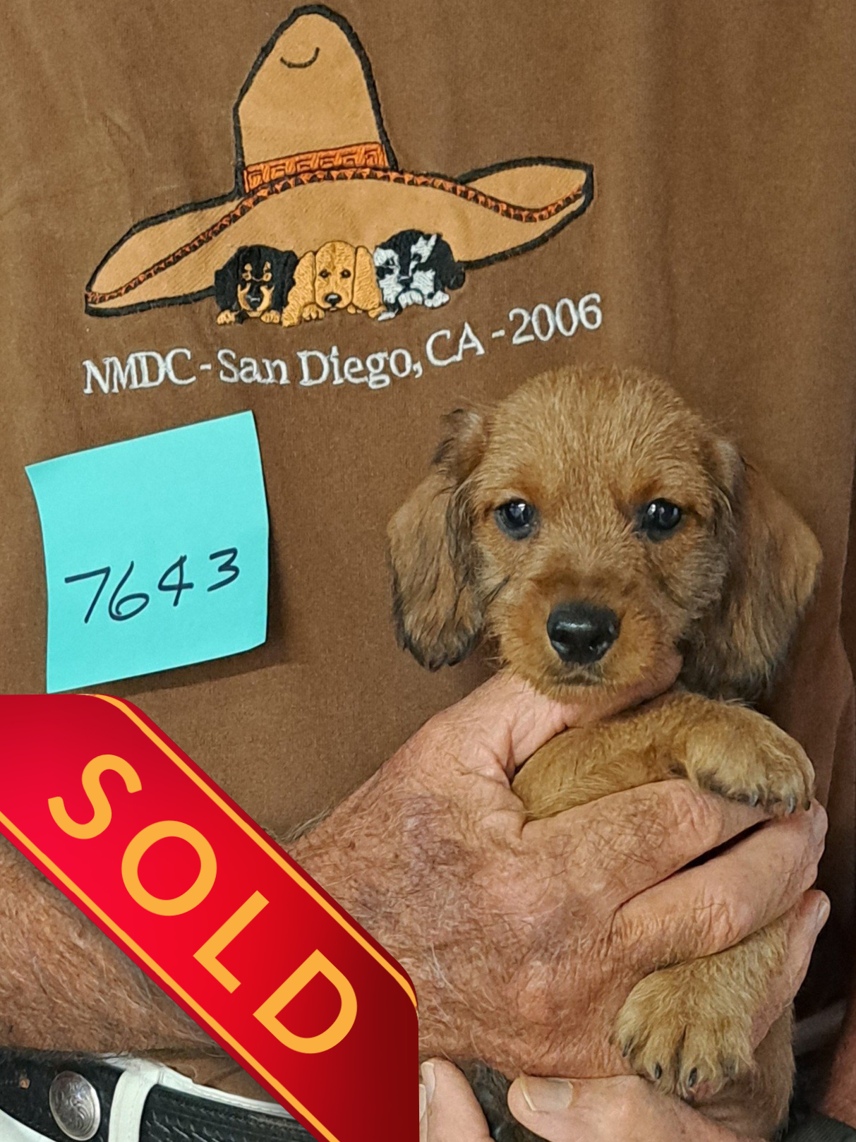 7643f Nuforest Dachshunds