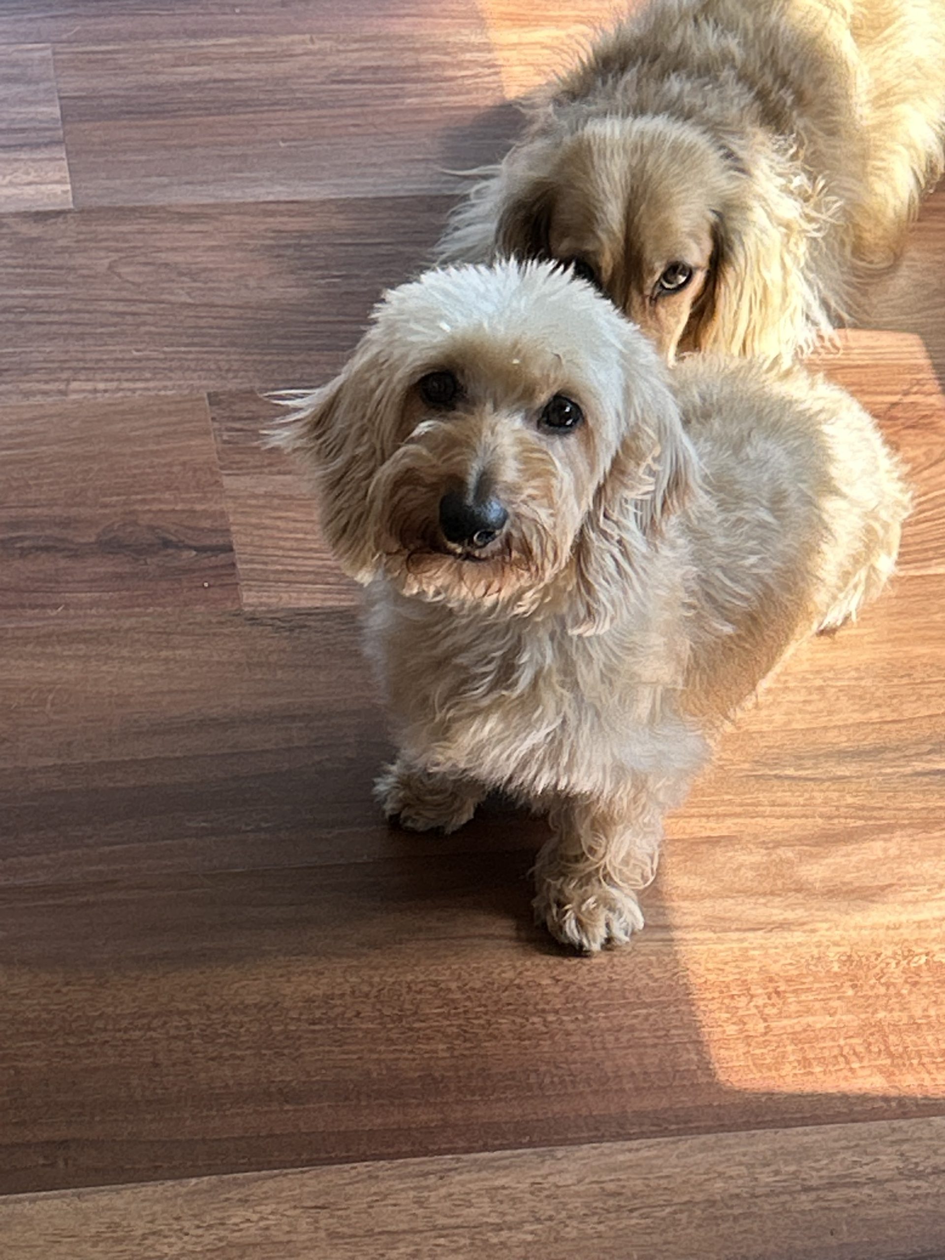 Daisy 3 33E19C84 7D9D 48D6 8FF5 388607D92430