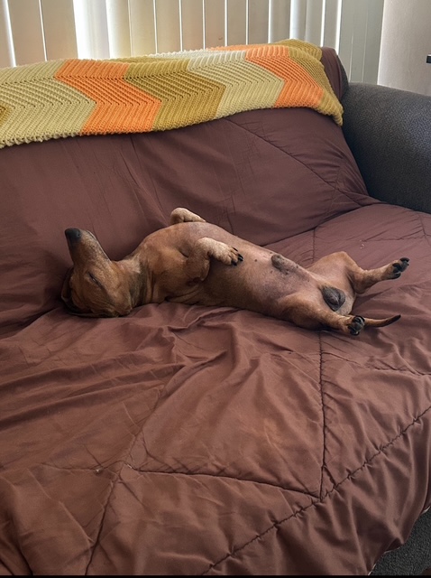 Goojze’s Christmas 2025 4 IMG 4494