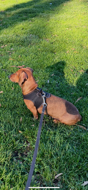 Goojze’s Christmas 2025 5 IMG 4495