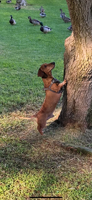 Goojze’s Christmas 2025 7 IMG 4498