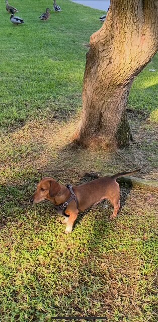 Goojze’s Christmas 2025 8 IMG 4501