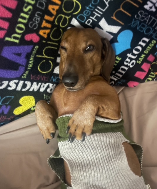 Goojze’s Christmas 2025 9 IMG 4502