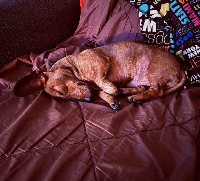 Goojze’s Christmas 2025 11 IMG 4513