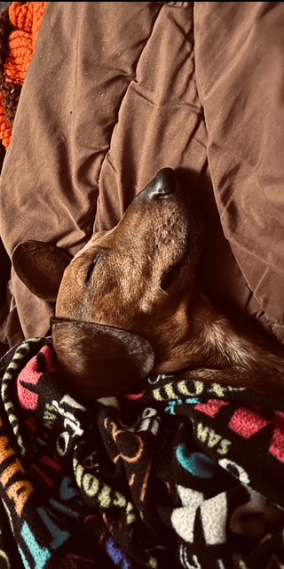 Goojze’s Christmas 2025 12 IMG 4514