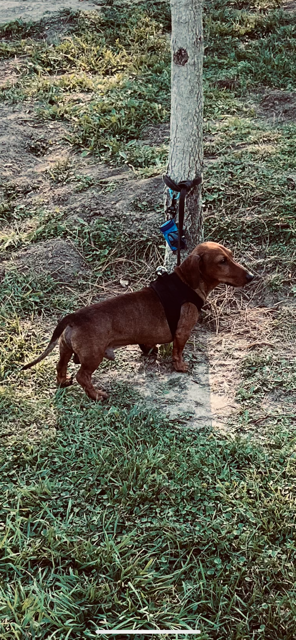 Goojze’s Christmas 2025 13 IMG 4515