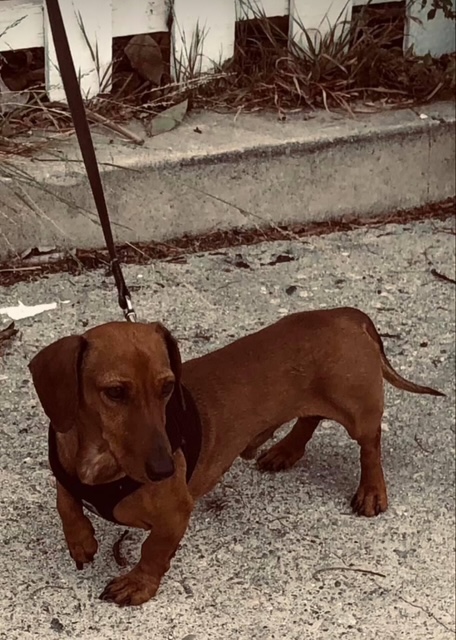 Goojze’s Christmas 2025 16 IMG 4518