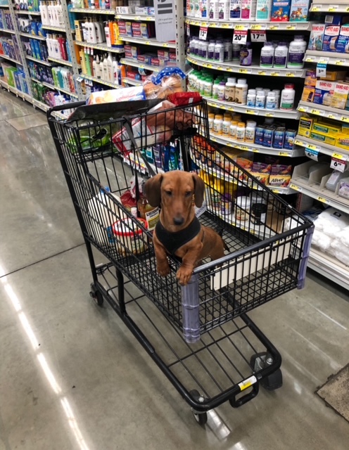 Goojze’s Christmas 2025 18 IMG 4520