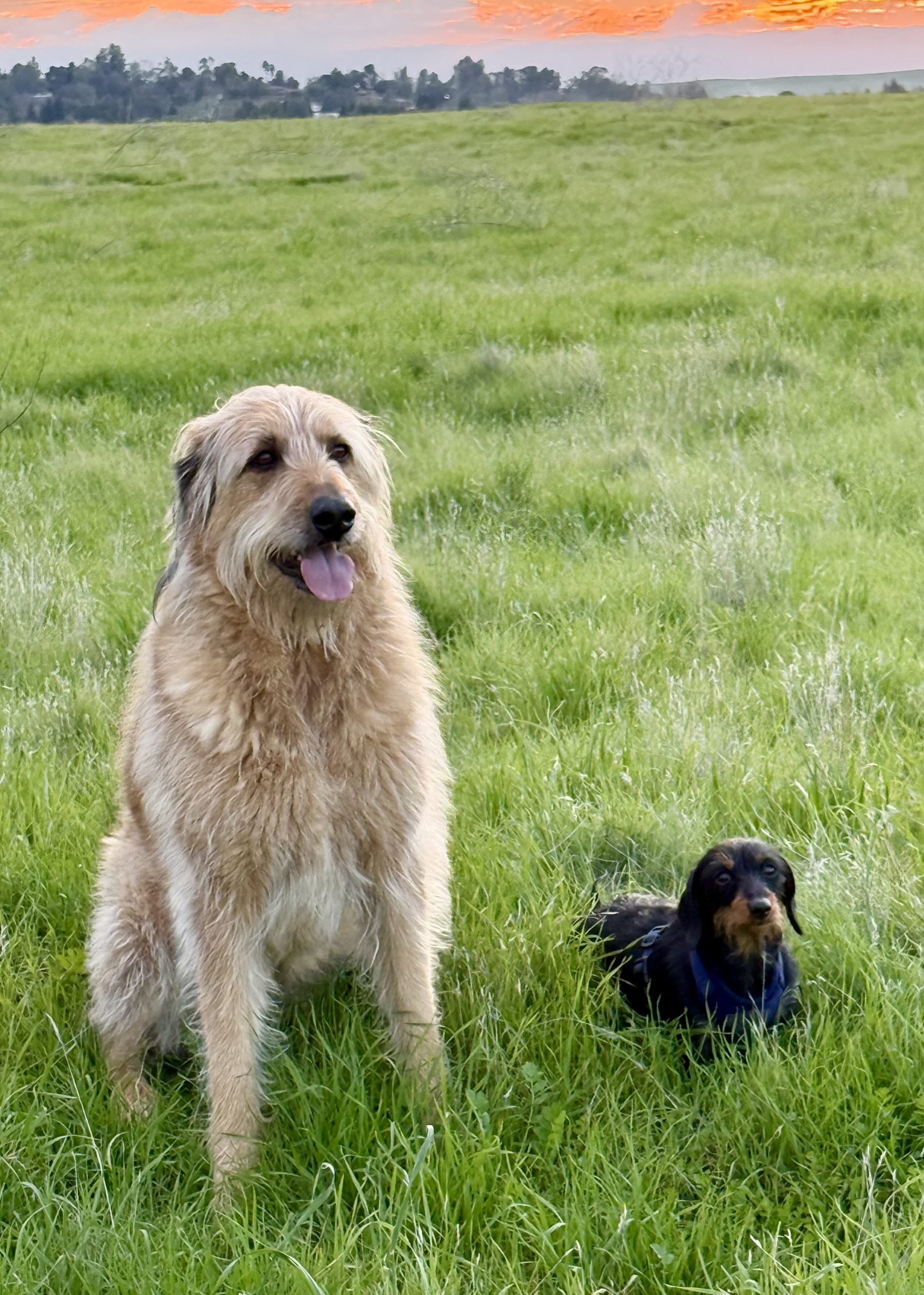 Hildegard 38 Unknown