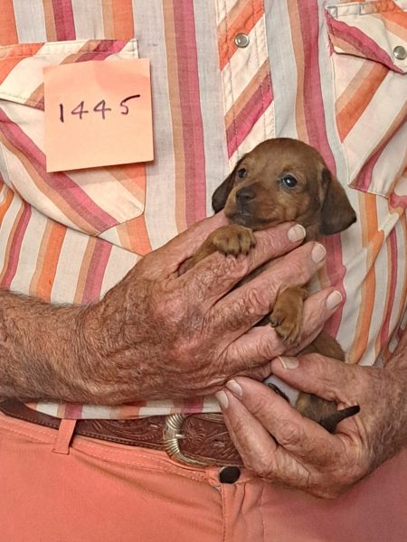 Cachorros Miniatura Dachshund Registrados en el AKC Disponibles 1 1445f