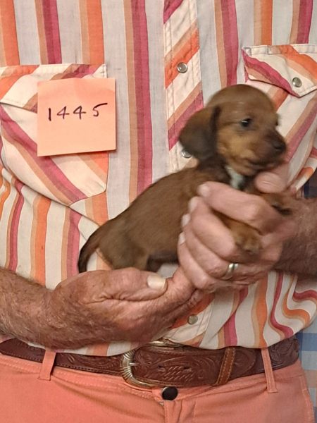 Cachorros Miniatura Dachshund Registrados en el AKC Disponibles 2 1445s