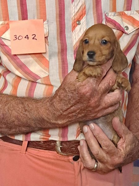 Cachorros Miniatura Dachshund Registrados en el AKC Disponibles 3 3042f