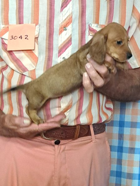 Cachorros Miniatura Dachshund Registrados en el AKC Disponibles 4 3042s