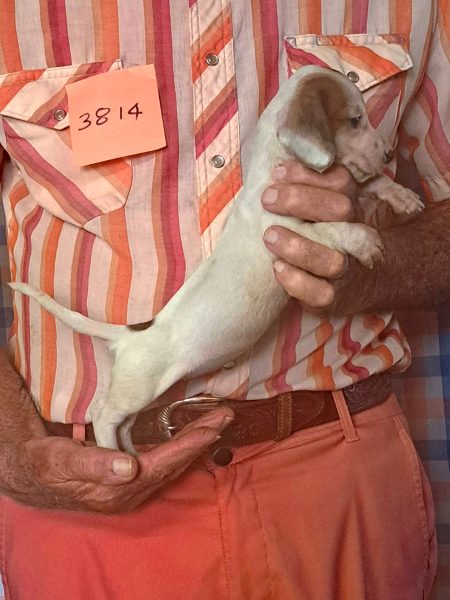 Cachorros Miniatura Dachshund Registrados en el AKC Disponibles 6 3814s