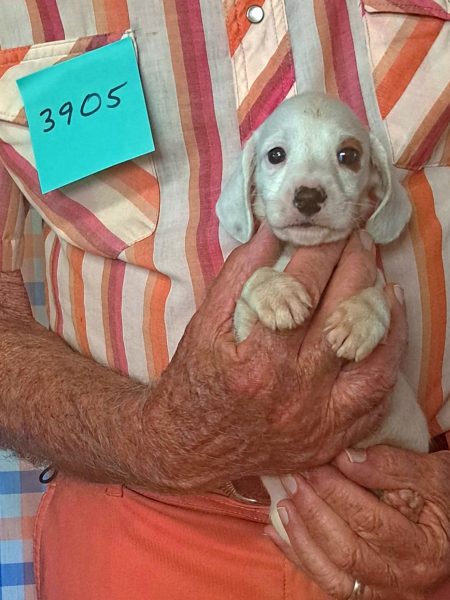 Cachorros Miniatura Dachshund Registrados en el AKC Disponibles 7 3905f