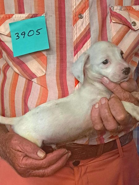 Cachorros Miniatura Dachshund Registrados en el AKC Disponibles 8 3905s