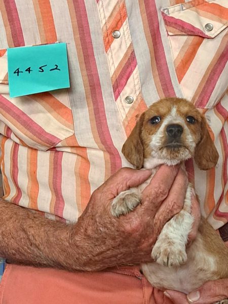 Cachorros Miniatura Dachshund Registrados en el AKC Disponibles 9 4452f