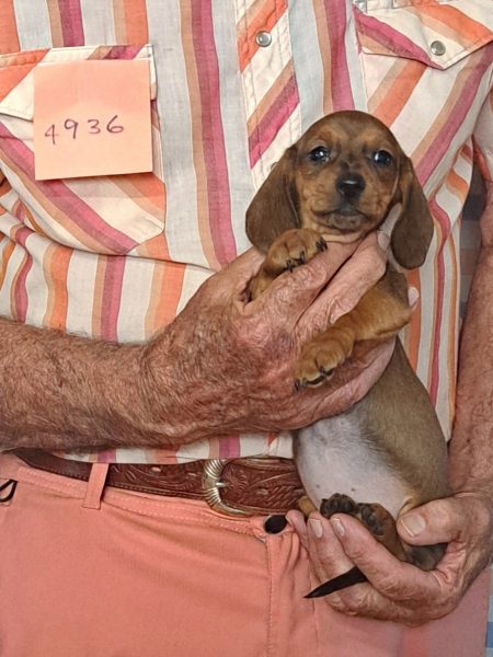 Cachorros Miniatura Dachshund Registrados en el AKC Disponibles 11 4936f