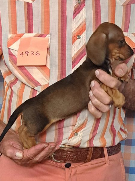 Cachorros Miniatura Dachshund Registrados en el AKC Disponibles 12 4936s