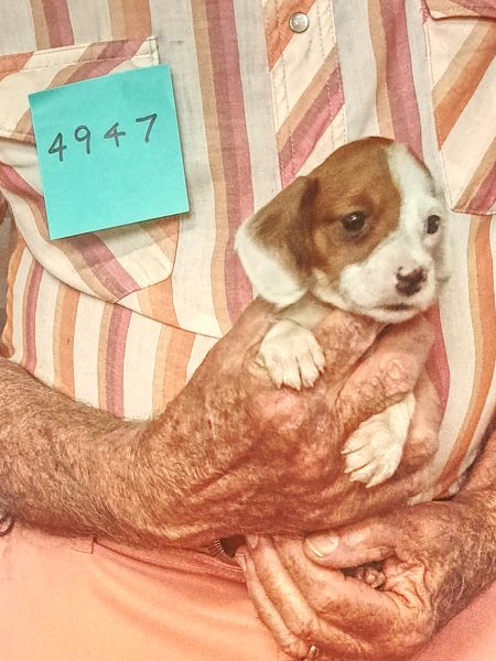 Cachorros Miniatura Dachshund Registrados en el AKC Disponibles 13 4947f